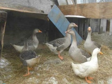 În prag de sărbători, a rămas fără porci, gâşte şi găini